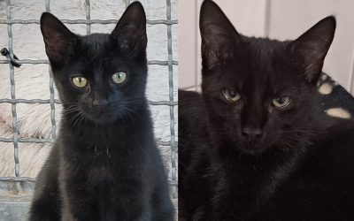 Tiere suchen ein Zuhause: Ophelia und Oana zwei schwarze Schönheiten