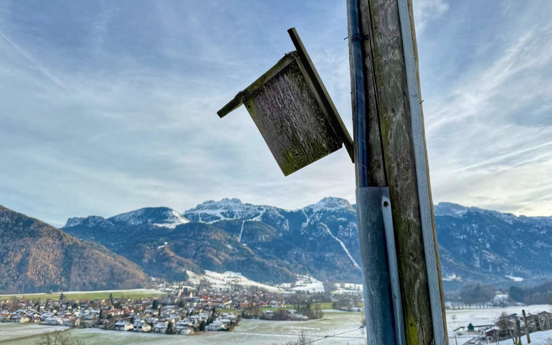 Schräger Vogel mit Aussicht