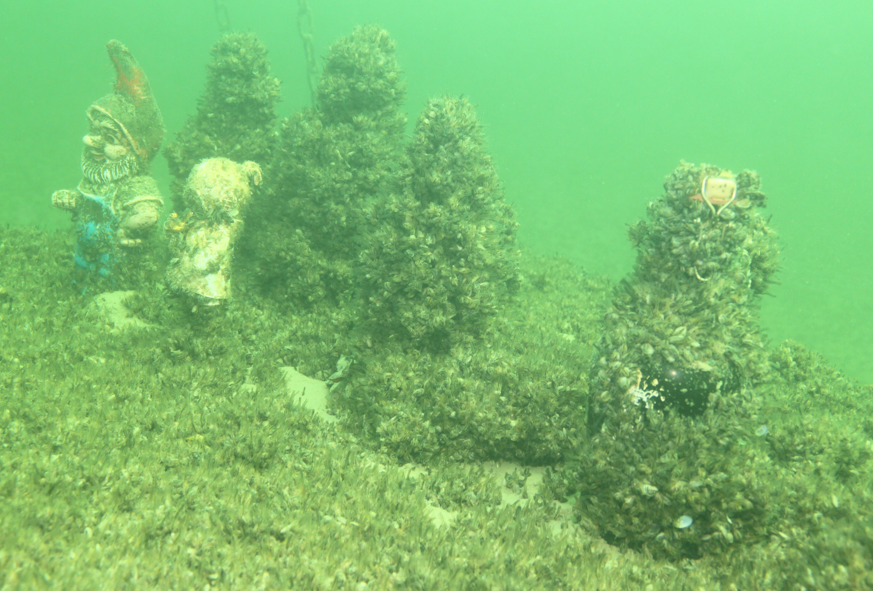 aggga 1 Quaggamuschel an Gartenzwerg und Flasche unter Wasser. Foto: Copyright Wolfgang Alt