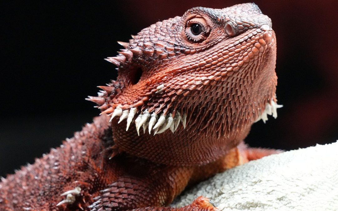 Mehr Lebensqualität für Haustiere: So wichtig ist das richtige Licht für Vögel und Reptilien