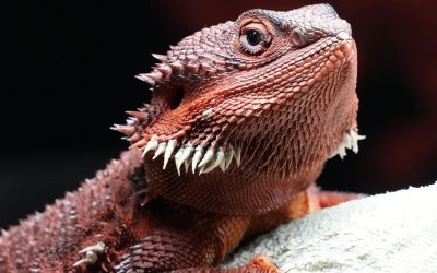 Mehr Lebensqualität für Haustiere: So wichtig ist das richtige Licht für Vögel und Reptilien