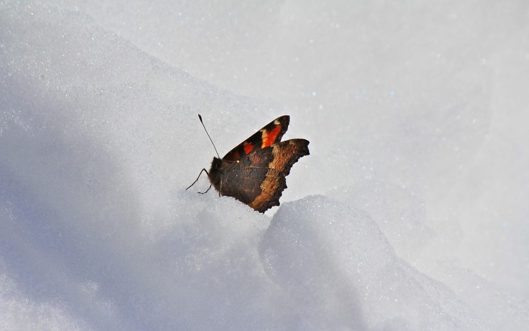 Schmetterlinge im Winter? LBV startet Aufruf zu Meldungen in ganz Bayern