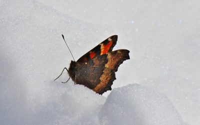 Schmetterlinge im Winter? LBV startet Aufruf zu Meldungen in ganz Bayern
