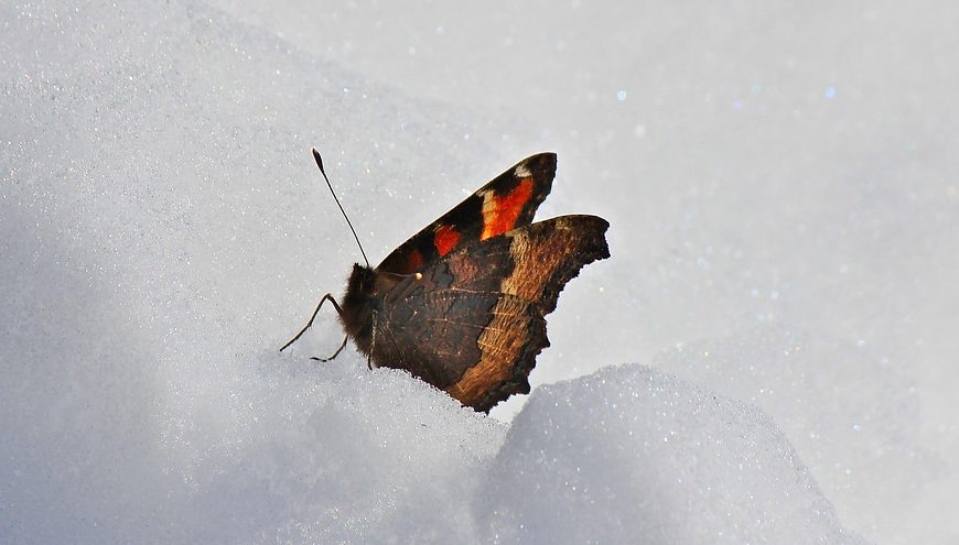 Schmetterling Schmetterling, Schnee