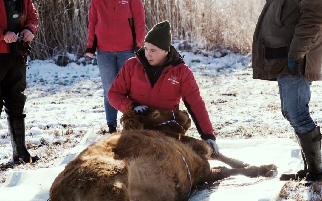 Rettungsaktion am Seehamer See: Kuh lebt nun auf Gut Aiderbichl Iffeldorf