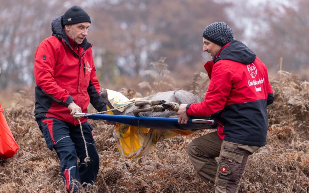 Fünf Hirsche finden ein neues Zuhause auf Gut Aiderbichl Kärnten