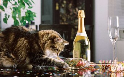 Silvesterstress für Katzen: So helfen Halter ihren Samtpfoten
