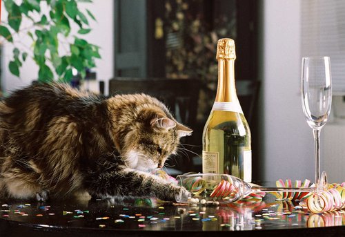 Silvesterstress für Katzen: So helfen Halter ihren Samtpfoten