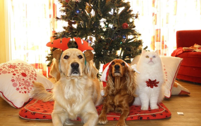 Weihnachten mit Hund und Katze: So wird der Heilige Abend stressfrei