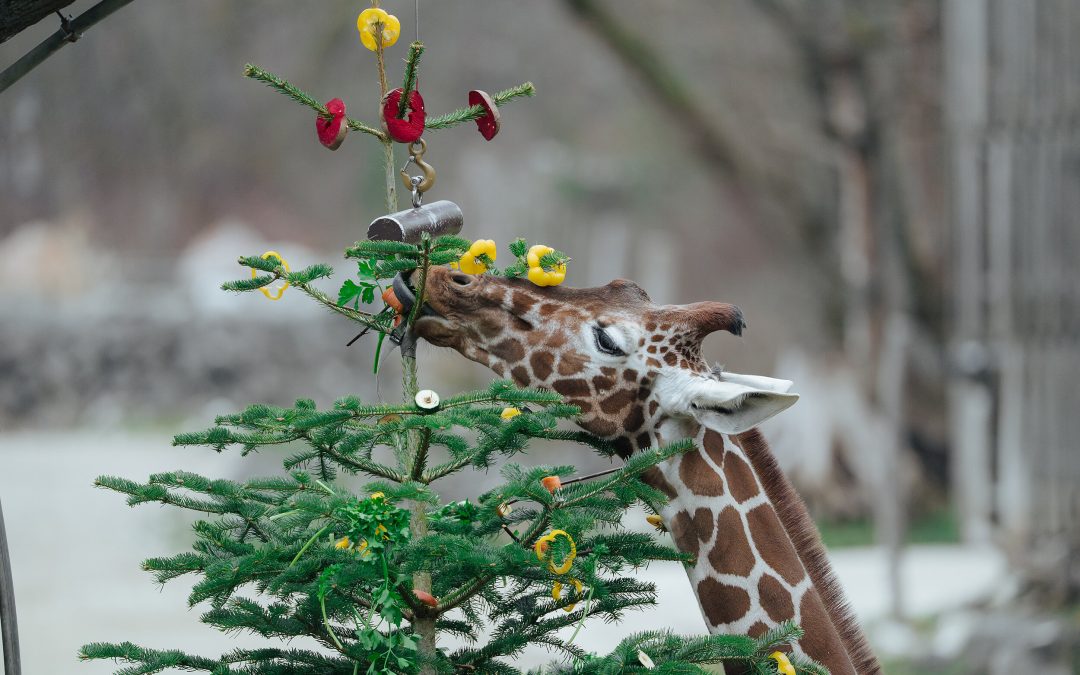 Christbäume als tierische Überraschung im Tierpark Hellabrunn