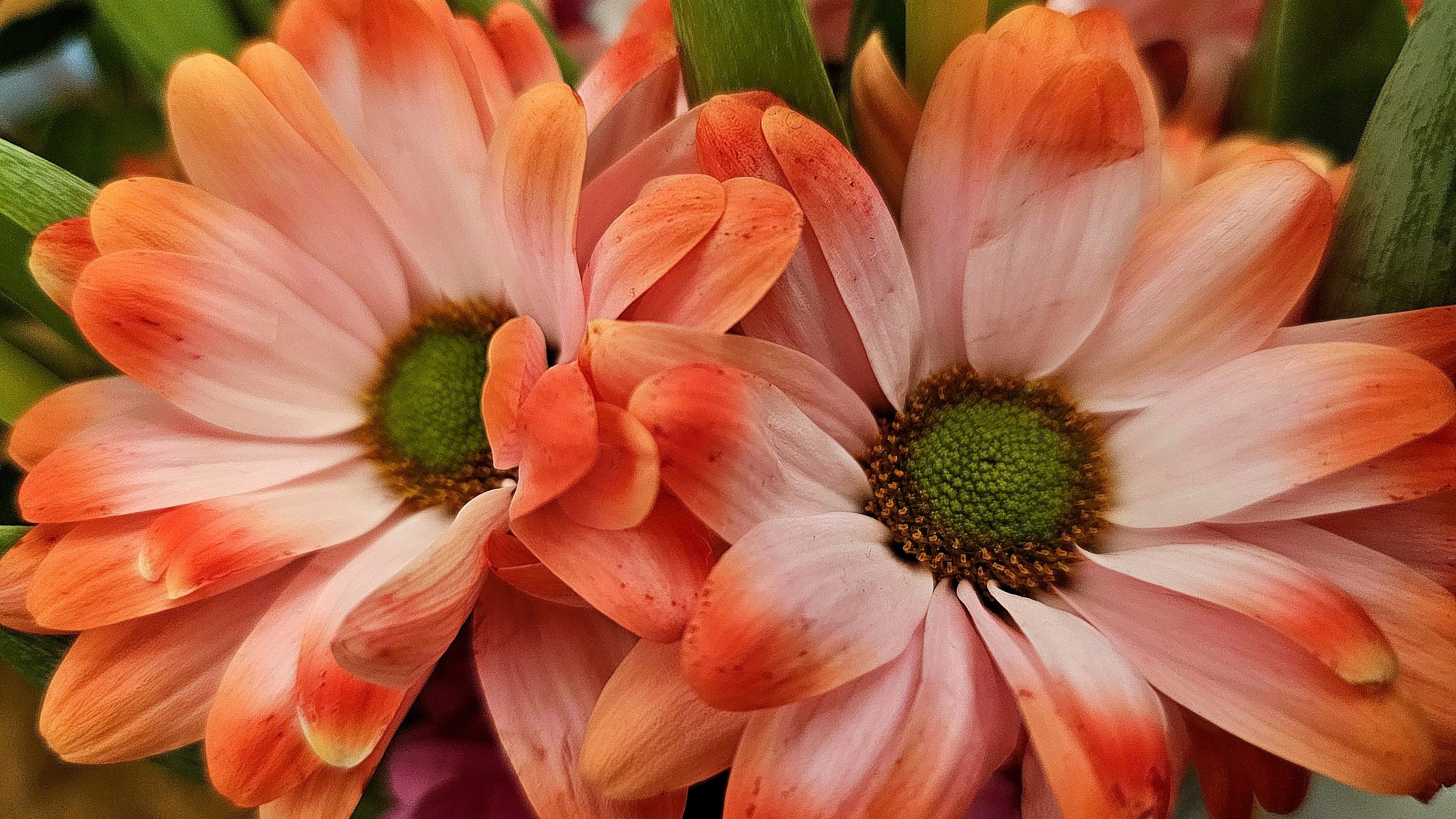 Blumen Blumen, Copyright Josefa Staudhammer