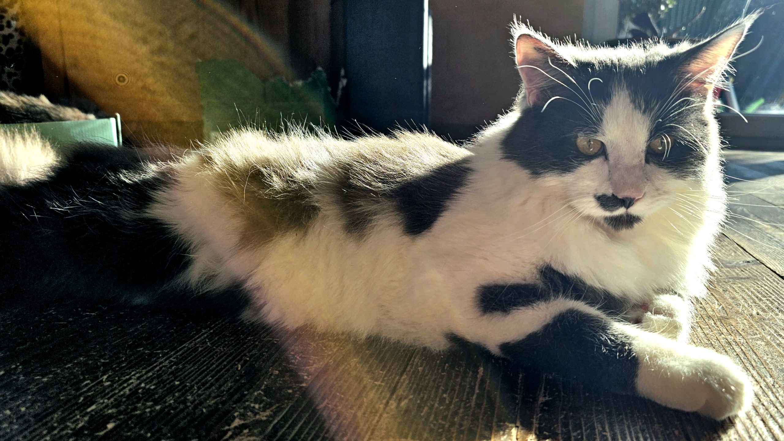 Katze Katze liegt in der Sonne