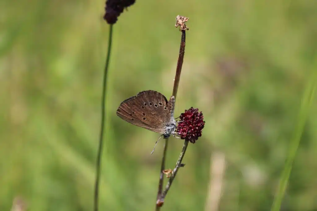 Dunkler Wiesenknopf Ameisenbläuling auf einer Blüte des Großen Wiesenkopf am Rande einer Streuwiese entlang des Uferweges. Foto: Copyright: Foto: Dirk Alfermann