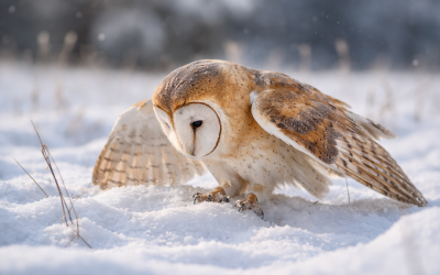 Viel Schnee in Bayern: Eulen und Greifvögel haben Probleme bei der Nahrungssuche