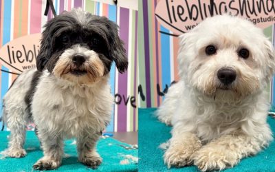 Tiere suchen ein Zuhause: Maja und Molly ein Herzensduo