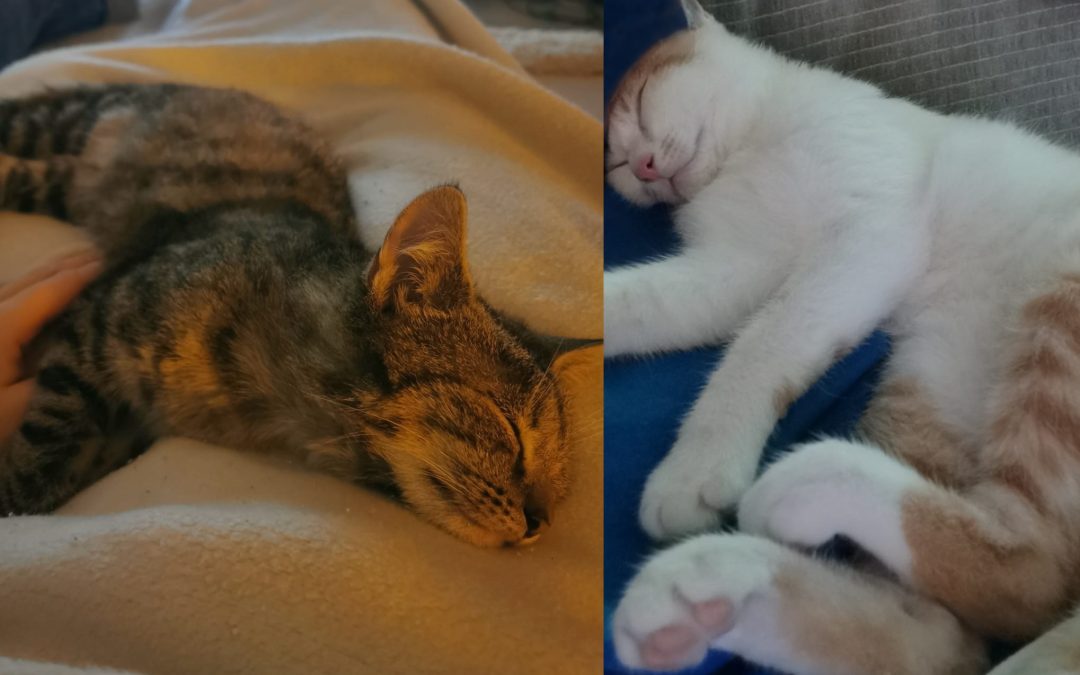 Tiere suchen ein Zuhause: Pumpkin und Nola ein bezauberndes Katzen-Geschwisterpaar