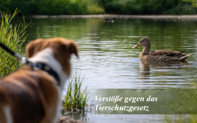 Hohe Geldstrafen nach Vorstößen gegen das Tierschutzgesetz