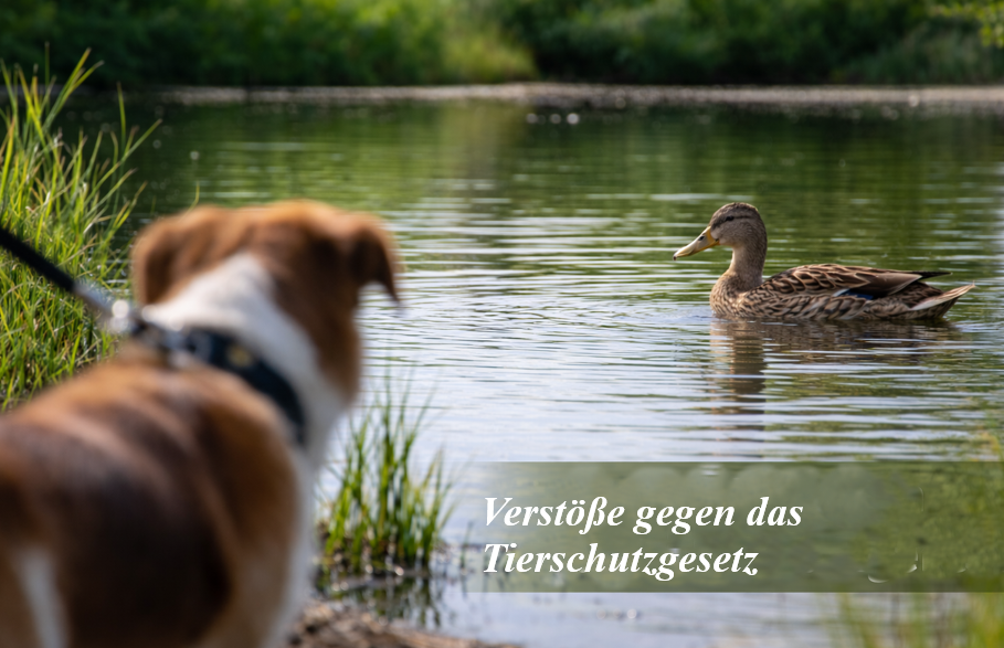 Hohe Geldstrafen nach Vorstößen gegen das Tierschutzgesetz