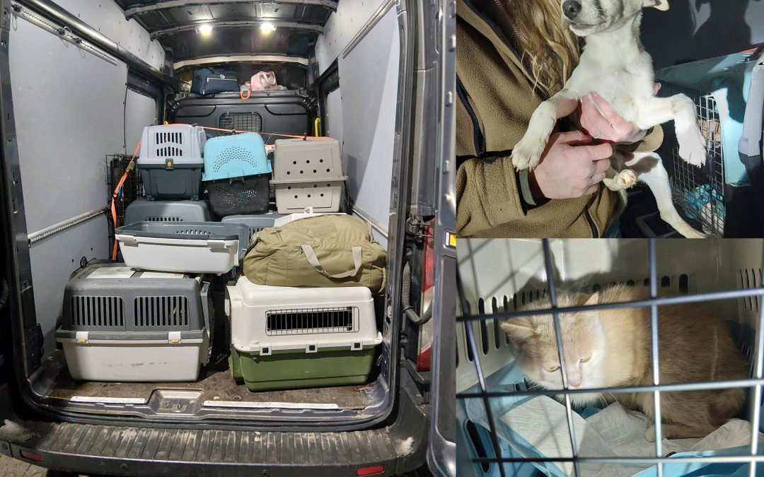 Bundespolizei stoppt verdächtigen Tiertransport bei Bärnau