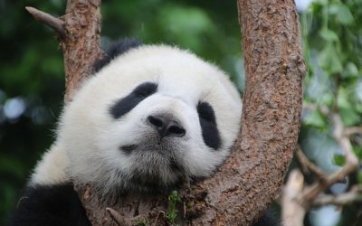 Große Pandas kommen nach München: Hellabrunn plant neue Panda-Anlage