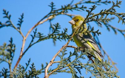 „Stunde der Wintervögel“: Bürger zählen Vögel in Bayern