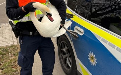 Bundespolizei rettet Schwäne aus Gleisen in Lindau