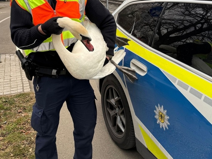 Bundespolizei rettet Schwäne aus Gleisen in Lindau