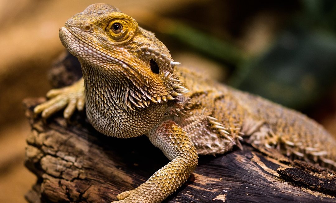 Sauberkeit im Terrarium: So bleiben Bartagamen gesund und aktiv