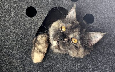 Stressfrei für die Katze: Tipps zur richtigen Betreuung während Urlaub oder Reise