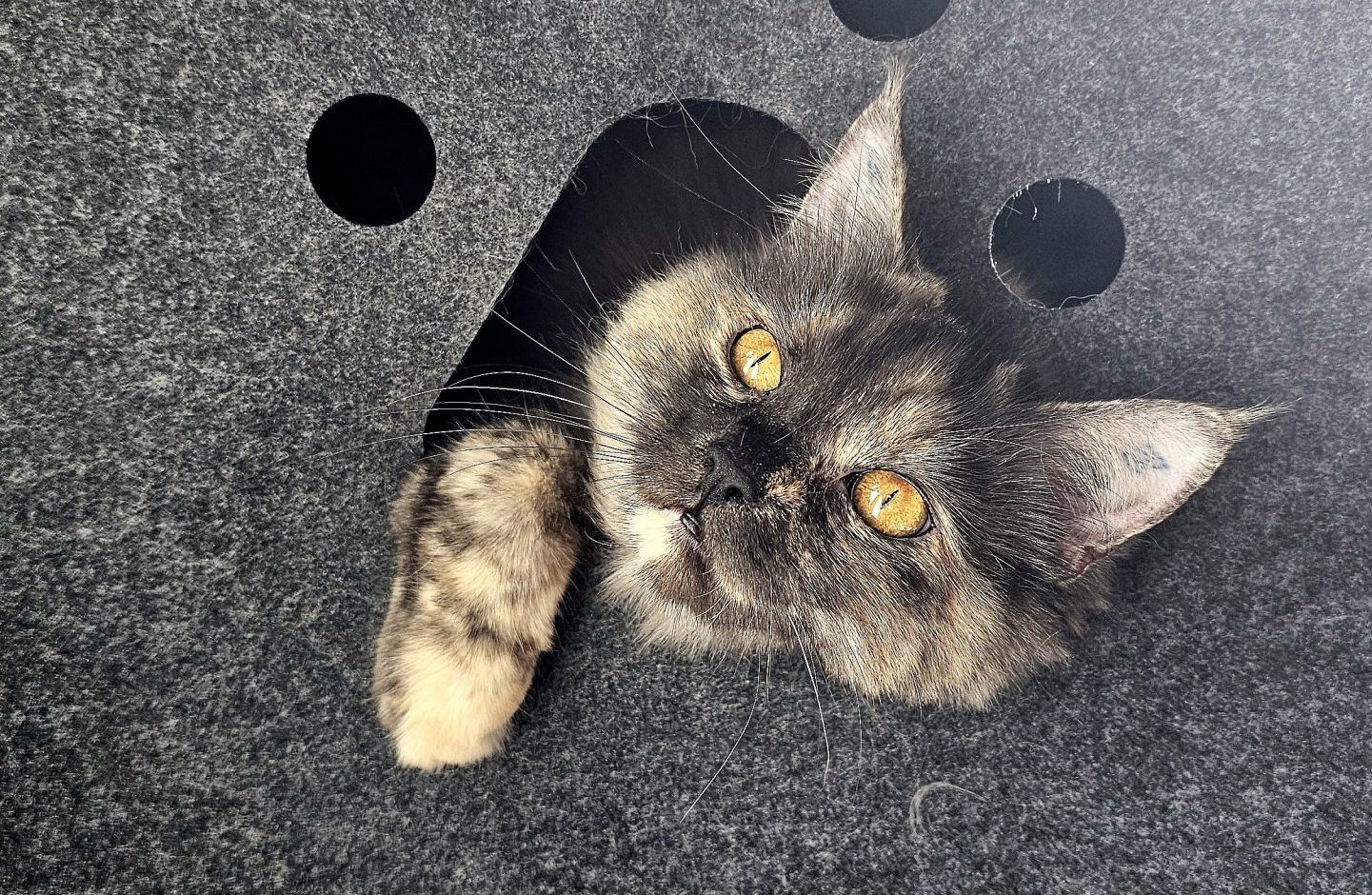 Katze Katzenkopf schaut aus Loch. Copyright Josefa Staudhammer