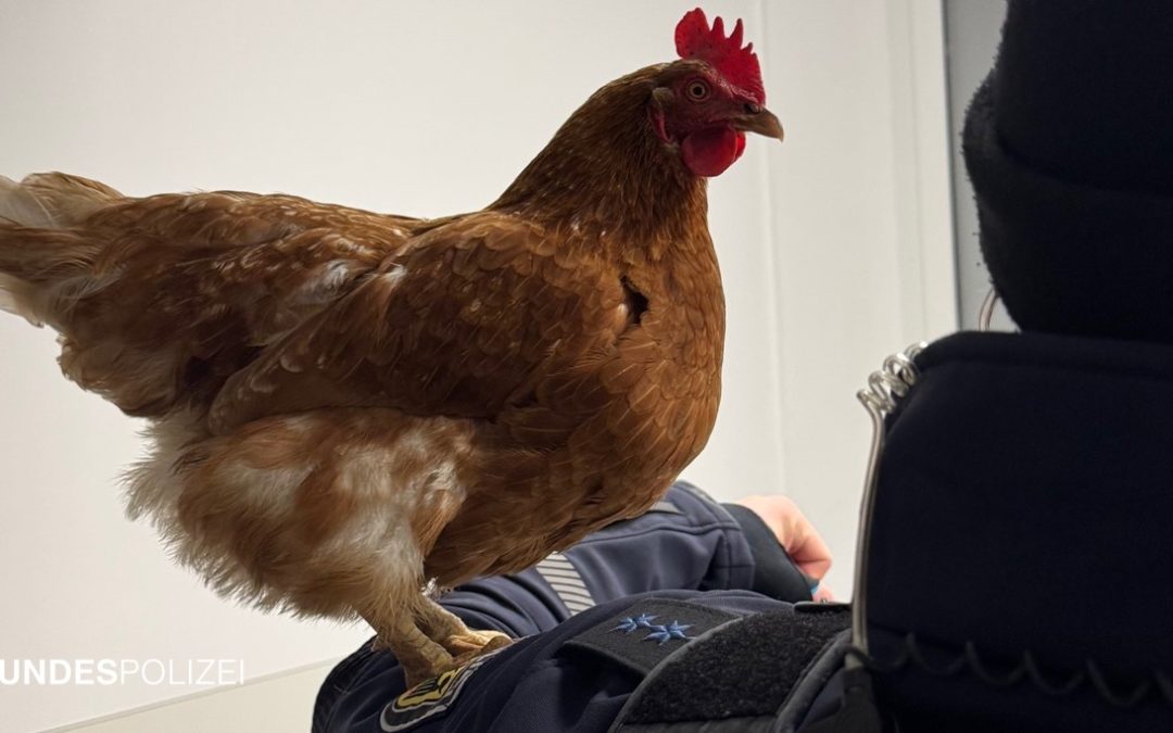 Gefiederter Gast im Fundbüro: Bundespolizei kümmert sich um Huhn „Henrietta“