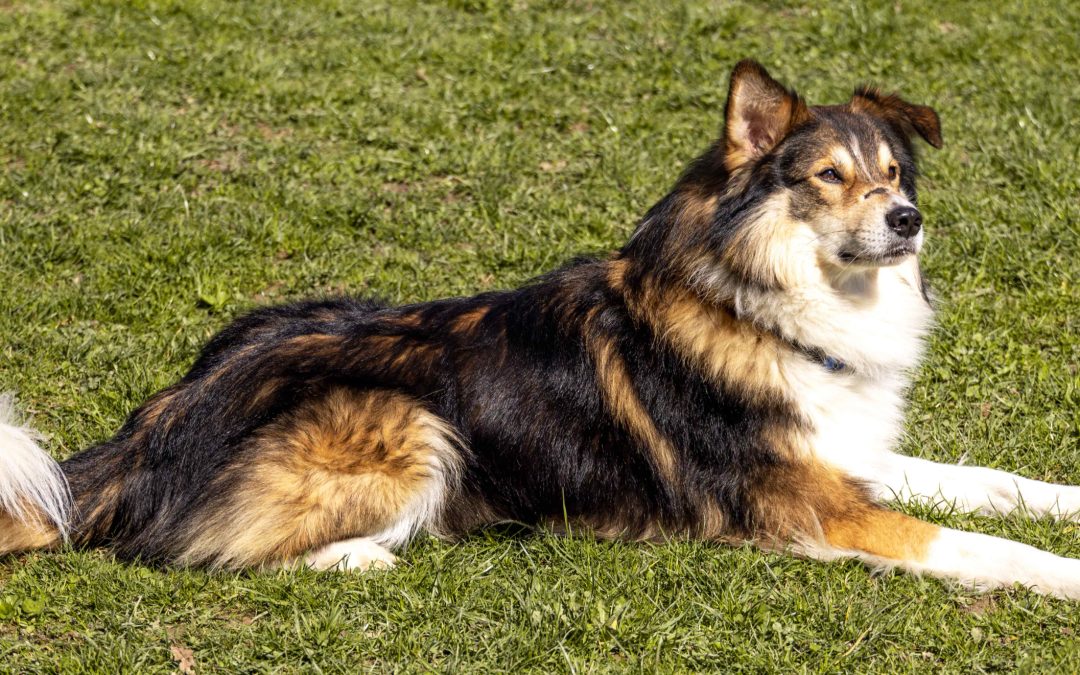 Tiere suchen ein Zuhause: Jacky ein Aussiemix der es liebt zu kuscheln