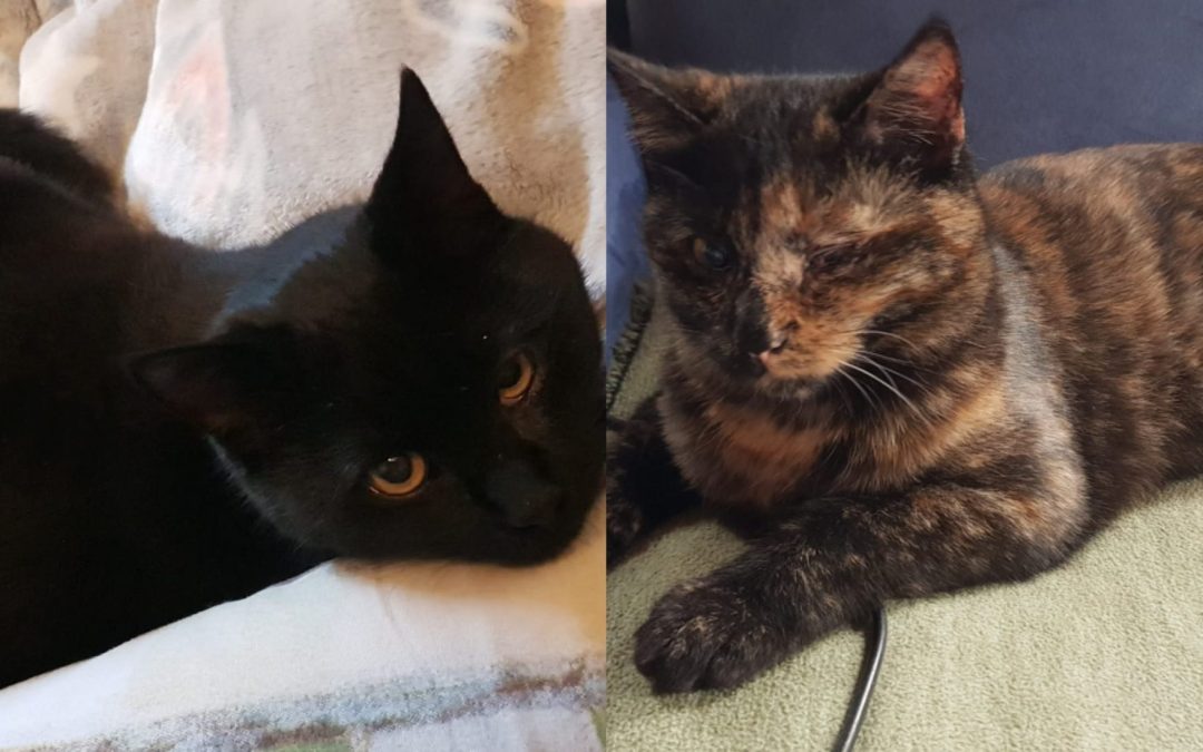 Tiere suchen ein Zuhause: Fine und Maxi zwei bezaubernde Katzen die dringen ein Heim suchen