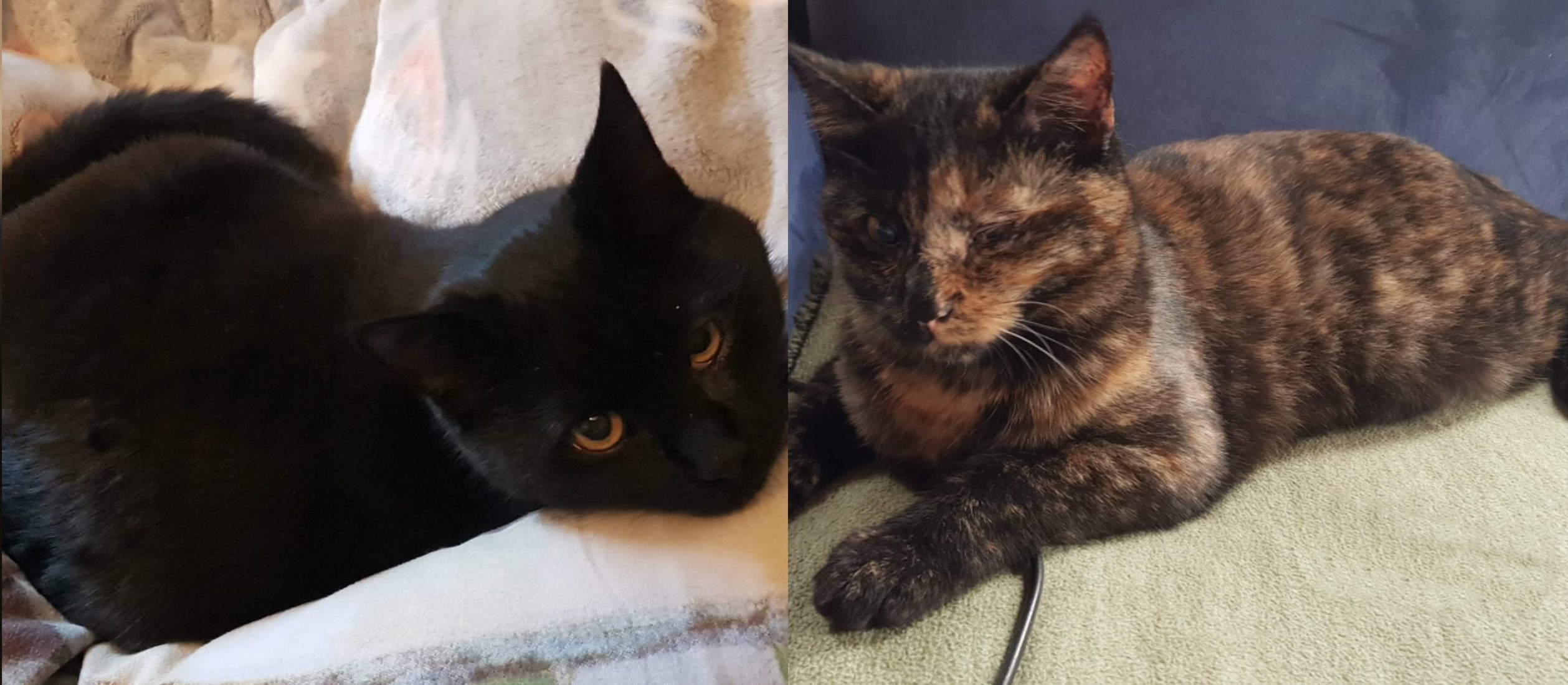 Katze-Maxi-Fine Copyright Tierheim Ostermünchen, zeigt Fine und Maxi