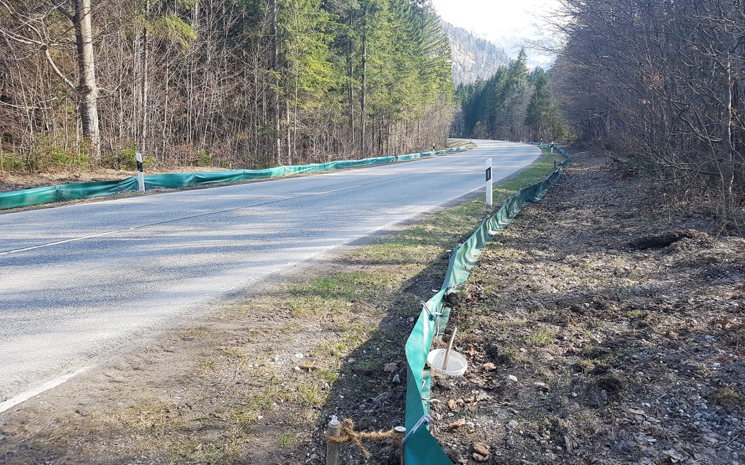 Frühlingstemperaturen: Amphibienwanderung in der Region Rosenheim hat begonnen