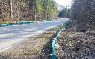 Frühlingstemperaturen: Amphibienwanderung in der Region Rosenheim hat begonnen