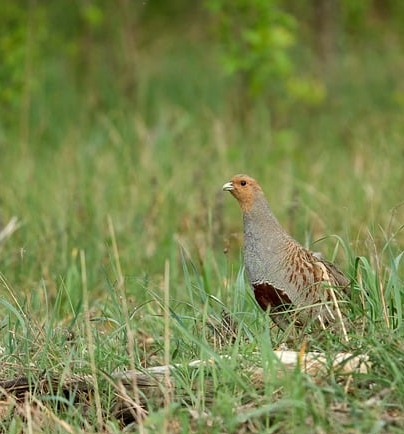 Wenn Rebhühner flirten: Balzzeit beim Vogel des Jahres beginnt