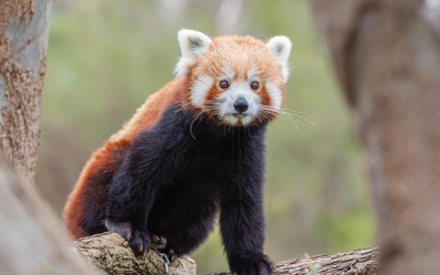 Willkommen, Yoko! Roter Panda verstärkt die Hellabrunner Panda-WG