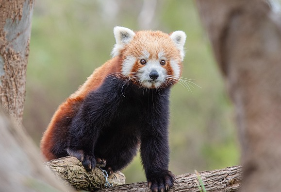 Willkommen, Yoko! Roter Panda verstärkt die Hellabrunner Panda-WG