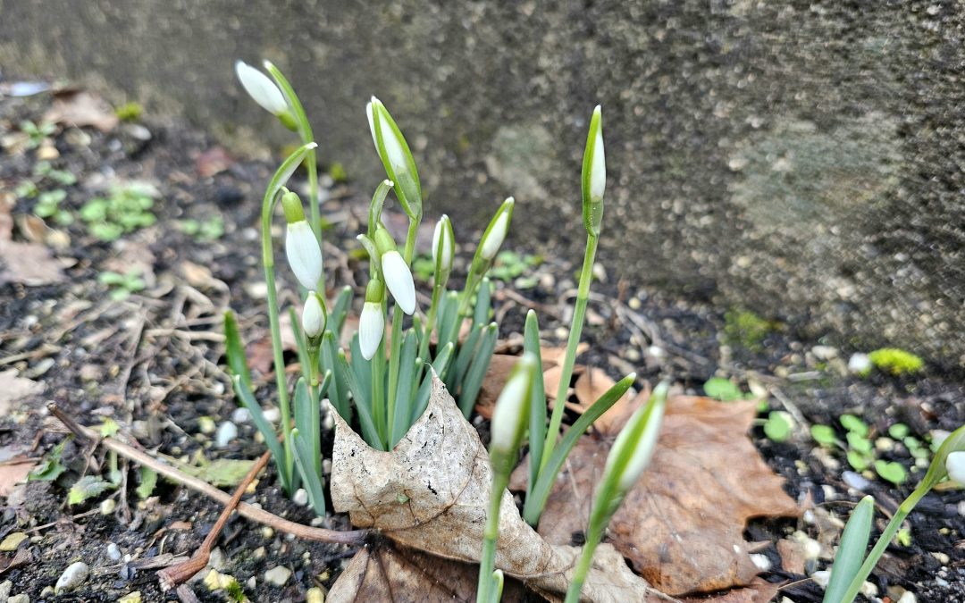 Wenn in Rosenheim die ersten Schneeglöckchen blühen: 10 überraschende Fakten über die zarten Frühlingsboten