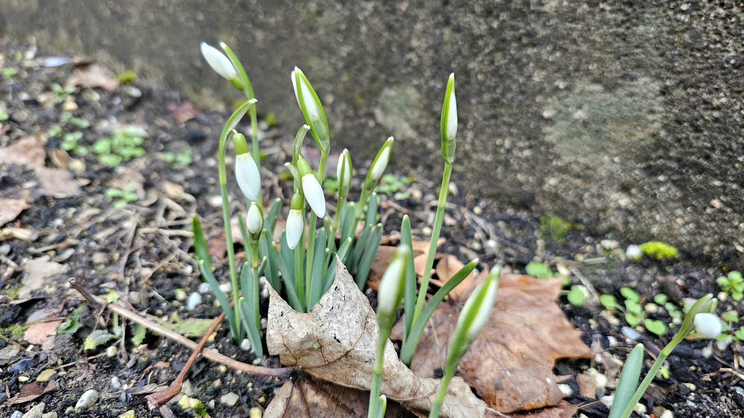 Schneelgöckchen Schneeglöckchen in der Rosenheimer Innenstadt. Foto: Josefa Staudhammer