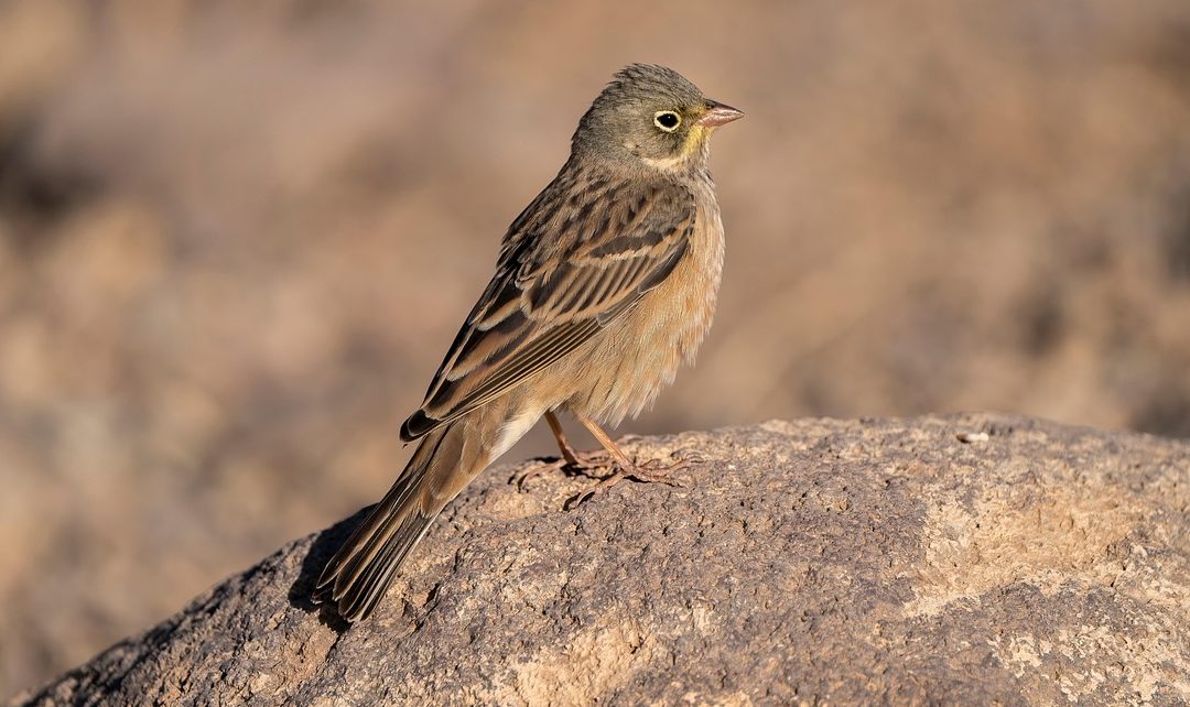 Tag des Artenschutzes: LBV setzt bei letzten Ortolanen in Bayern auf KI und Bioakustik