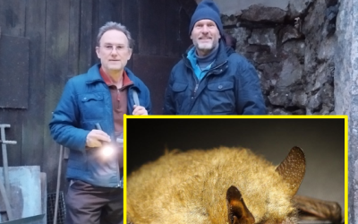 Auf Spurensuche in den Winterquartieren der Fledermäuse