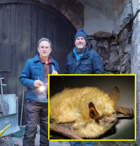 Auf Spurensuche in den Winterquartieren der Fledermäuse