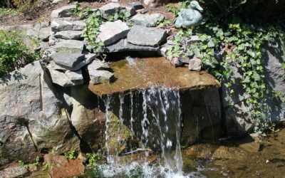 Den Gartenteich im Frühjahr behutsam zum Leben erwecken