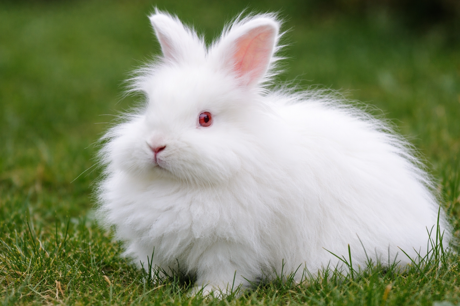 Fund eines Angorakaninchens in Föching