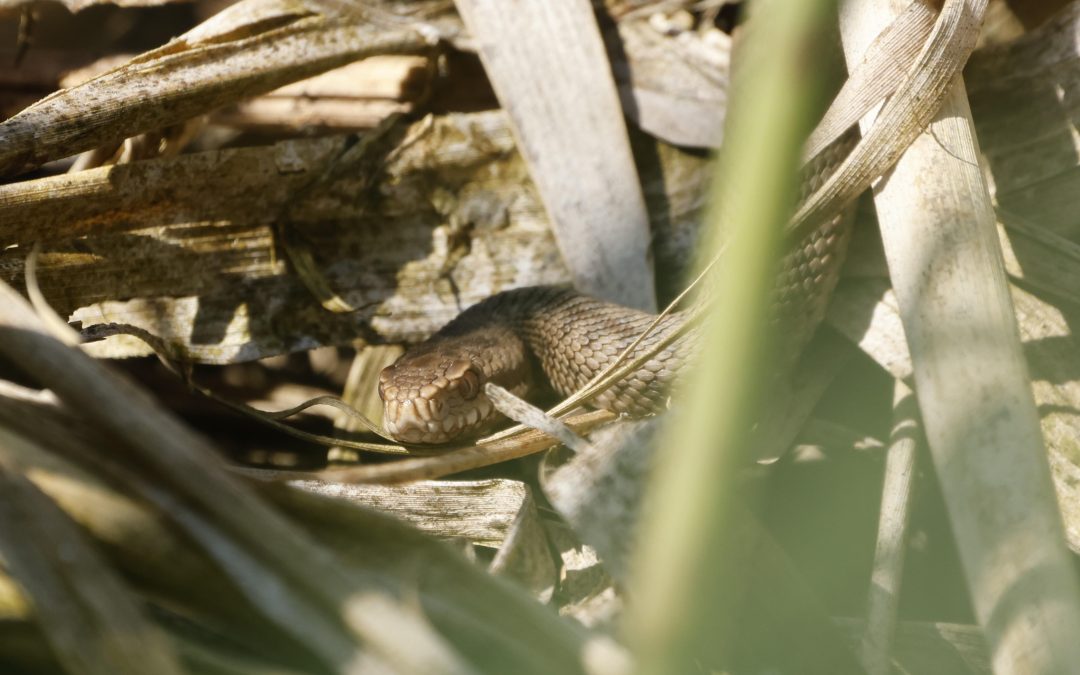 Kreuzotter in Bayern: Lebensräume schützen, Bestände sichern