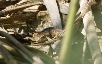 Kreuzotter in Bayern: Lebensräume schützen, Bestände sichern