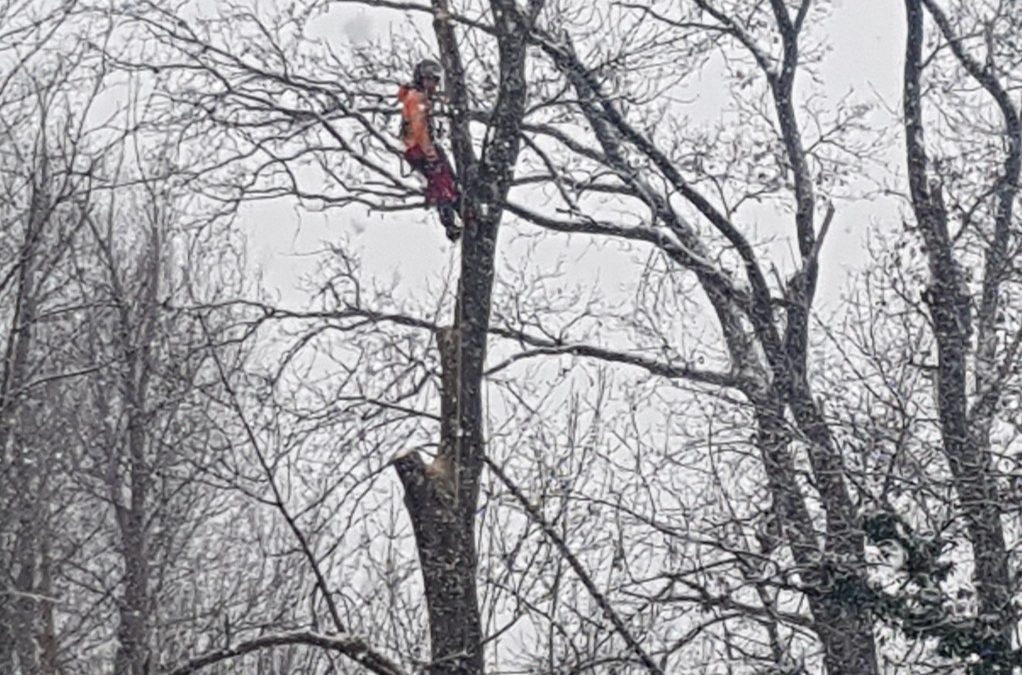 Rosenheim-Kastenau: Baumarbeiten am Waldrand sorgen für Aufmerksamkeit