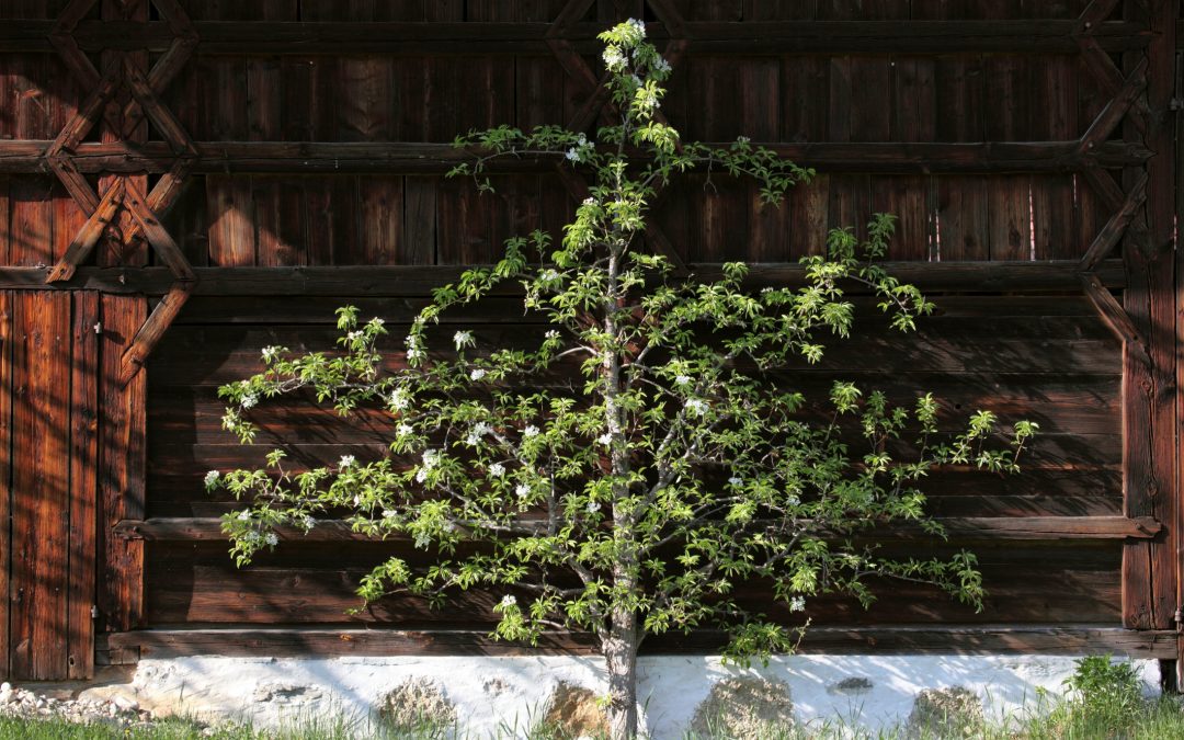 Obstbaumschnittkurs im Freilichtmuseum Amerang: Tipps für Gartenfreunde im Frühjahr